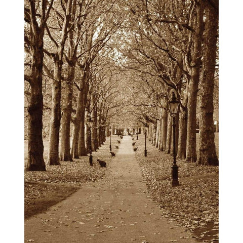 Autumn Stroll II White Modern Wood Framed Art Print by Maihara/Watt, Jeff/Boyce