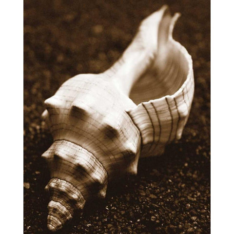 Sea Gallery III Black Modern Wood Framed Art Print with Double Matting by Maihara/Watt, Jeff/Boyce