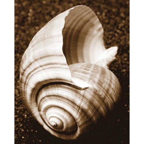 Sea Gallery IV Black Modern Wood Framed Art Print by Maihara/Watt, Jeff/Boyce