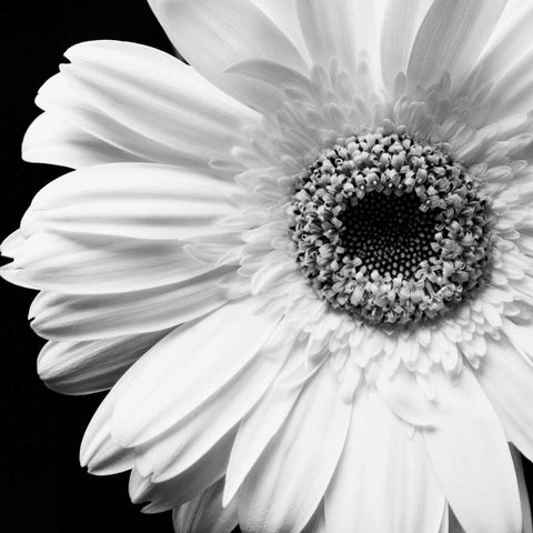 Sunburst I Gold Ornate Wood Framed Art Print with Double Matting by Maihara/Watt, Jeff/Boyce