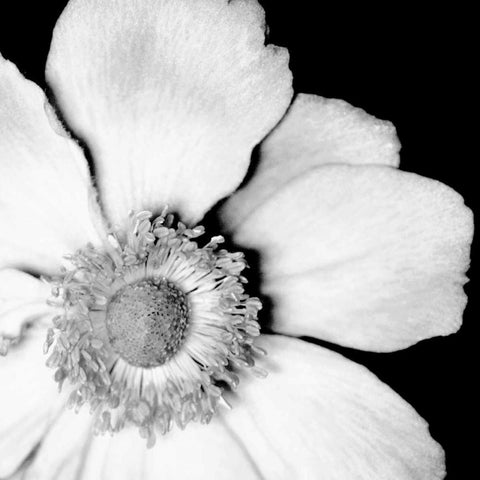 Sunburst IV White Modern Wood Framed Art Print by Maihara/Watt, Jeff/Boyce