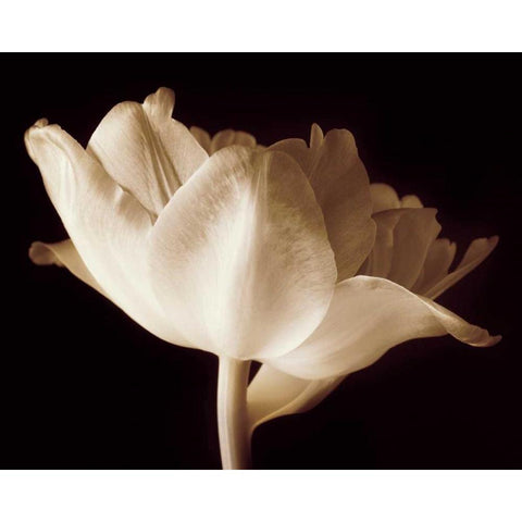 Champagne Tulip IV White Modern Wood Framed Art Print by Britt, Charles