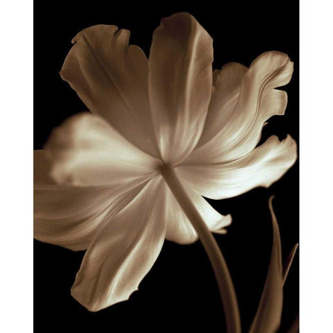 Champagne Tulip II Black Modern Wood Framed Art Print by Britt, Charles