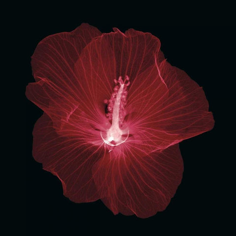 Hibiscus Black Modern Wood Framed Art Print by Wehtje, Jim