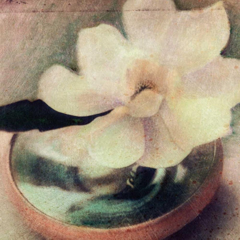 Natures Blossoms III Black Modern Wood Framed Art Print by Friedman, Susan