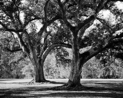 Oak Grove I Black Ornate Wood Framed Art Print with Double Matting by Maihara/Watt, Jeff/Boyce
