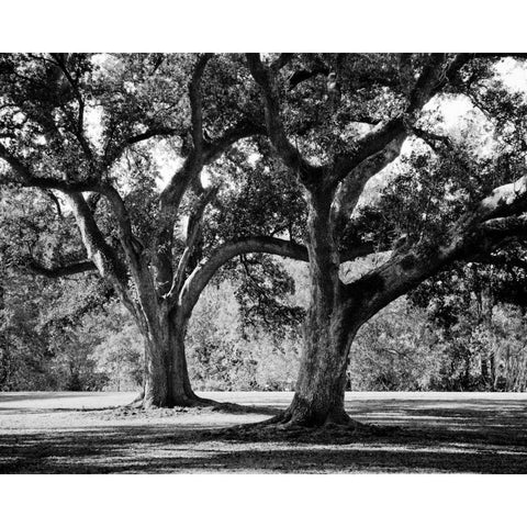 Oak Grove I Black Modern Wood Framed Art Print by Maihara/Watt, Jeff/Boyce