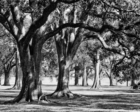Oak Grove II White Modern Wood Framed Art Print with Double Matting by Maihara/Watt, Jeff/Boyce