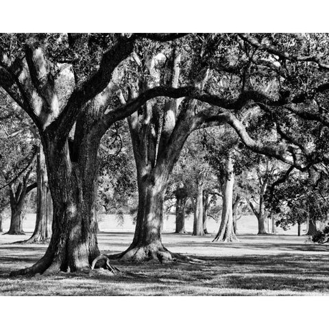 Oak Grove II Black Modern Wood Framed Art Print by Maihara/Watt, Jeff/Boyce