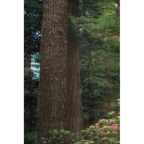 Rise n Shine I Black Modern Wood Framed Art Print with Double Matting by Frates, Dennis