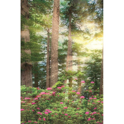Rise n Shine II Black Modern Wood Framed Art Print by Frates, Dennis