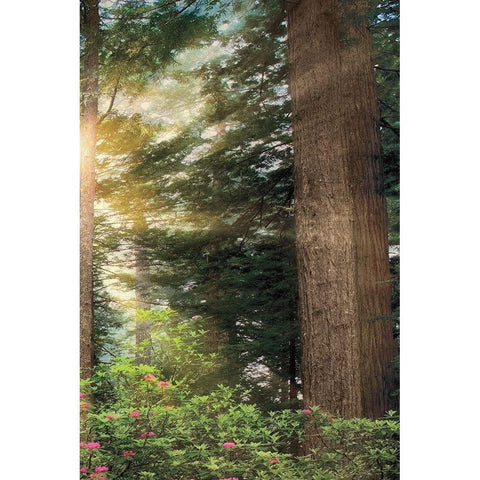 Rise n Shine III Black Modern Wood Framed Art Print by Frates, Dennis