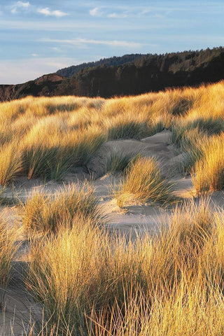 Dune Grass and Beach III Black Ornate Wood Framed Art Print with Double Matting by Frates, Dennis