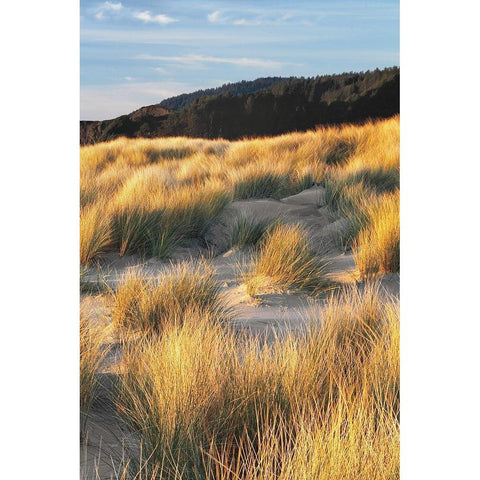 Dune Grass and Beach III Black Modern Wood Framed Art Print with Double Matting by Frates, Dennis