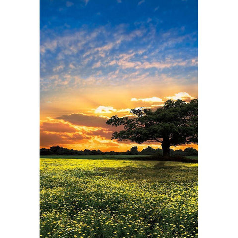 Shadows at Sunset II Black Modern Wood Framed Art Print with Double Matting by Celebrate Life Gallery