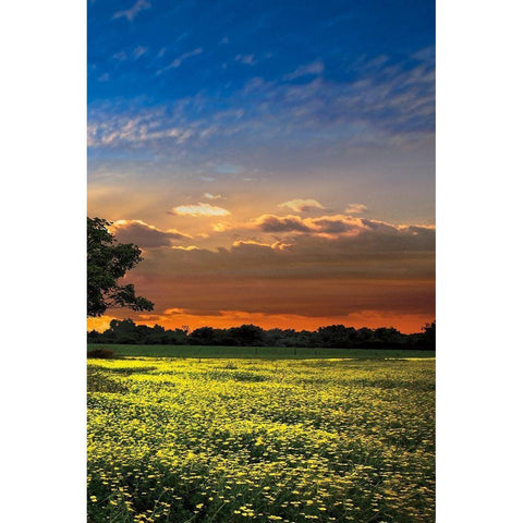 Shadows at Sunset III Gold Ornate Wood Framed Art Print with Double Matting by Celebrate Life Gallery