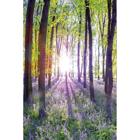 Bluebells and Sunrise I Gold Ornate Wood Framed Art Print with Double Matting by Frank, Assaf