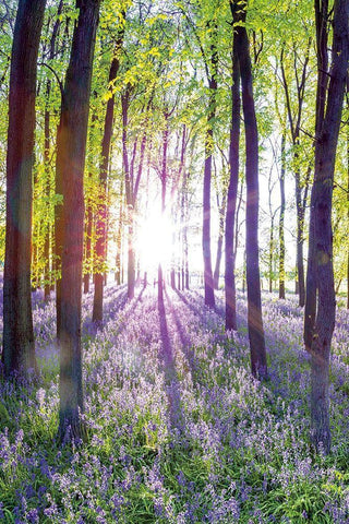 Bluebells and Sunrise I White Modern Wood Framed Art Print with Double Matting by Frank, Assaf