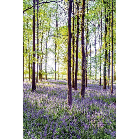 Bluebells and Sunrise II Gold Ornate Wood Framed Art Print with Double Matting by Frank, Assaf