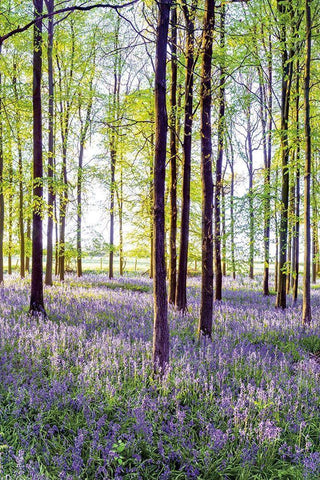 Bluebells and Sunrise II White Modern Wood Framed Art Print with Double Matting by Frank, Assaf