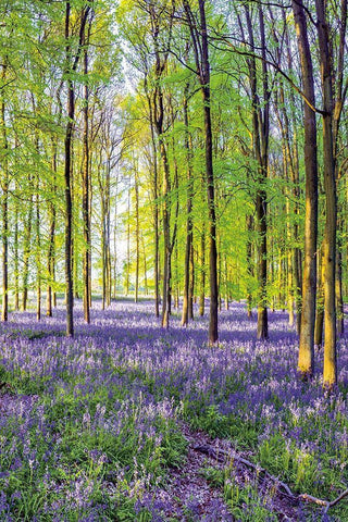 Bluebells and Sunrise III White Modern Wood Framed Art Print with Double Matting by Frank, Assaf