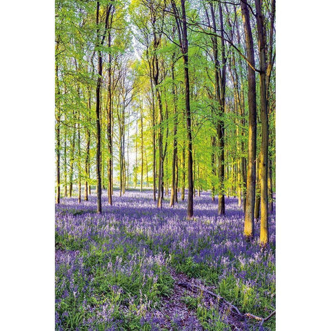 Bluebells and Sunrise III Black Modern Wood Framed Art Print with Double Matting by Frank, Assaf