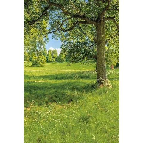 Greenest Pastures I White Modern Wood Framed Art Print by Frank, Assaf