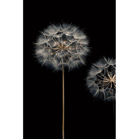 Make A Wish I White Modern Wood Framed Art Print by Frank, Assaf