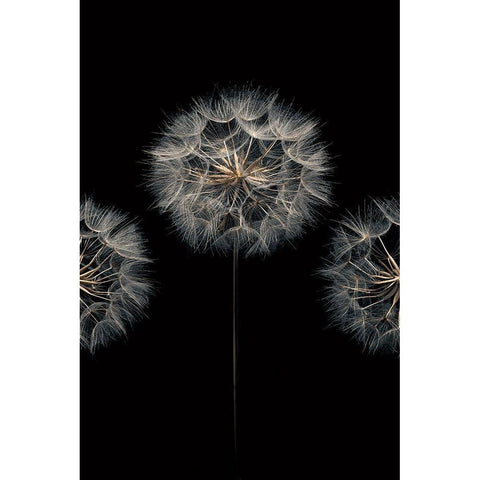 Make A Wish II Black Modern Wood Framed Art Print with Double Matting by Frank, Assaf