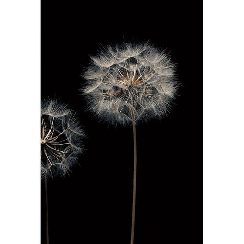 Make A Wish III White Modern Wood Framed Art Print by Frank, Assaf