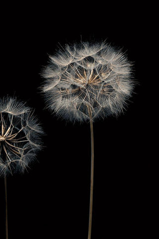 Make A Wish III White Modern Wood Framed Art Print with Double Matting by Frank, Assaf