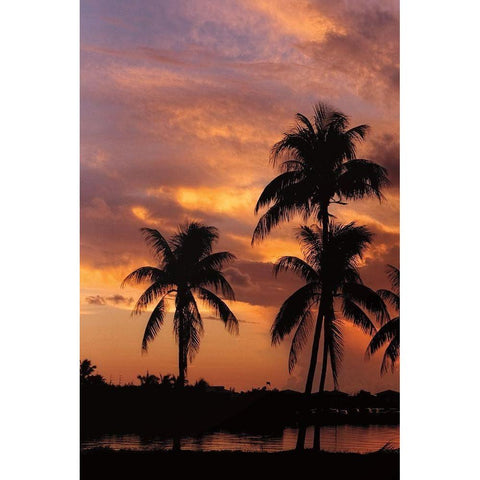 Tropical Sunsets A White Modern Wood Framed Art Print by Jones, Mike