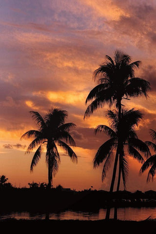 Tropical Sunsets A Black Ornate Wood Framed Art Print with Double Matting by Jones, Mike