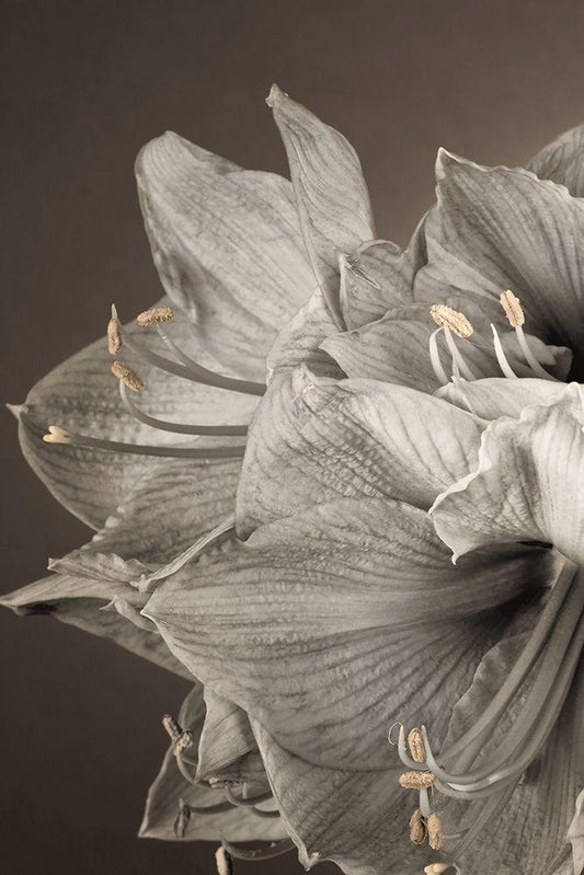 Image Only