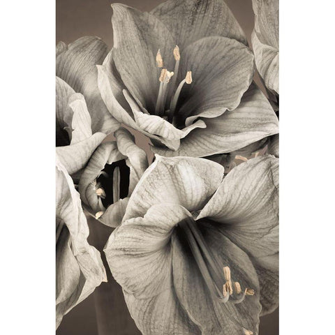 Grand Floral II Black Modern Wood Framed Art Print with Double Matting by Frank, Assaf