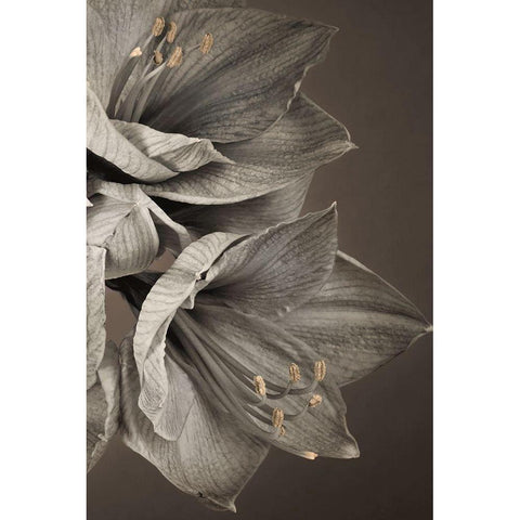 Grand Floral III Black Modern Wood Framed Art Print with Double Matting by Frank, Assaf