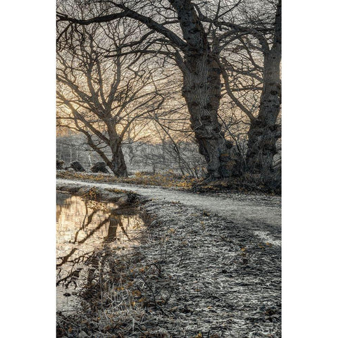 Frosty Morning III Black Modern Wood Framed Art Print with Double Matting by Frank, Assaf