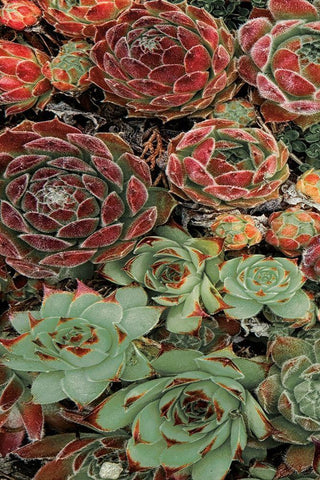 Succulent Collection I Black Ornate Wood Framed Art Print with Double Matting by Frates, Dennis