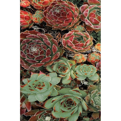Succulent Collection I Black Modern Wood Framed Art Print with Double Matting by Frates, Dennis