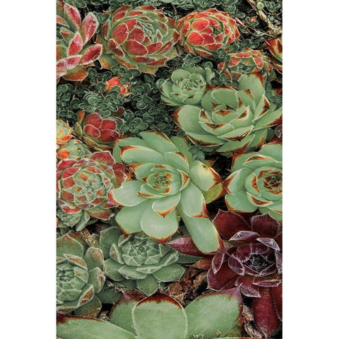 Succulent Collection II Gold Ornate Wood Framed Art Print with Double Matting by Frates, Dennis