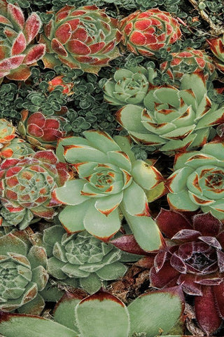 Succulent Collection II White Modern Wood Framed Art Print with Double Matting by Frates, Dennis