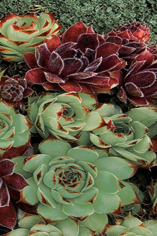 Succulent Collection III Black Ornate Wood Framed Art Print with Double Matting by Frates, Dennis
