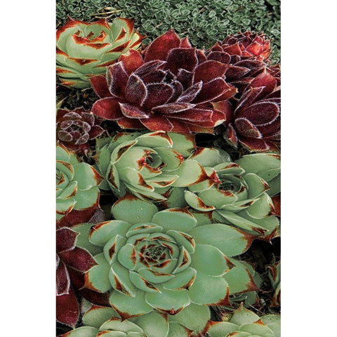 Succulent Collection III Black Modern Wood Framed Art Print by Frates, Dennis
