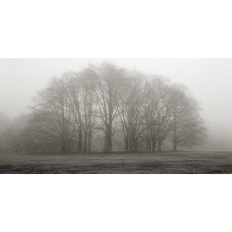 Gathering Trees Black Modern Wood Framed Art Print with Double Matting by Iacobellis, Michael