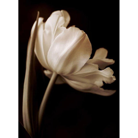 Champagne Tulip I White Modern Wood Framed Art Print by Britt, Charles