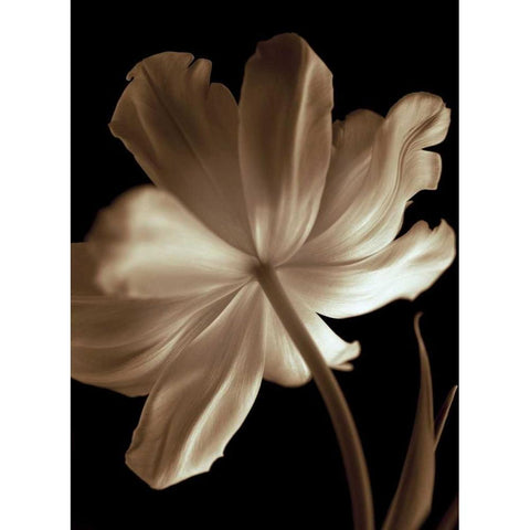 Champagne Tulip II Black Modern Wood Framed Art Print with Double Matting by Britt, Charles