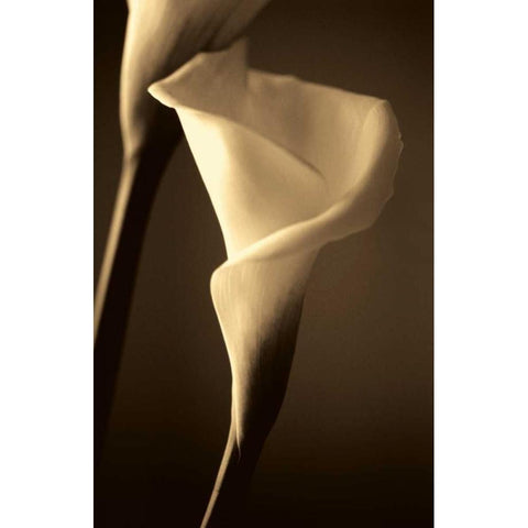 Divinity Black Modern Wood Framed Art Print by Ryan, Cinzia