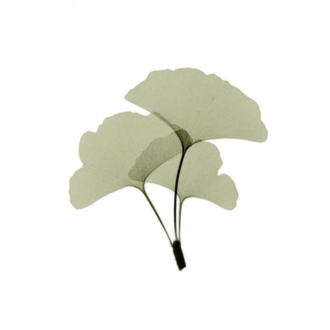 Ginko I Black Modern Wood Framed Art Print with Double Matting by ACEE