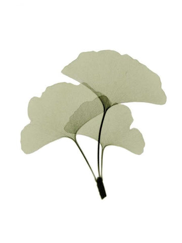 Ginko I White Modern Wood Framed Art Print with Double Matting by ACEE