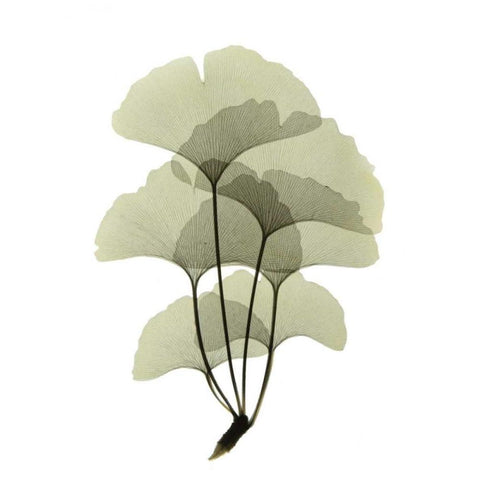 Ginko II Black Modern Wood Framed Art Print with Double Matting by ACEE